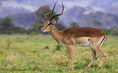 ������ľ�񡷶����15ƪ