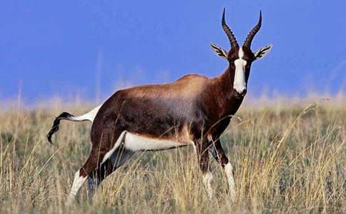 ����ľ������