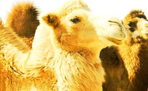 《骆驼寻宝记》说课稿