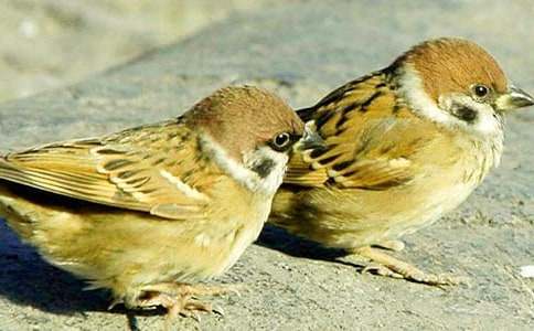 ��ȸ�����