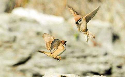 小麻雀教学反思