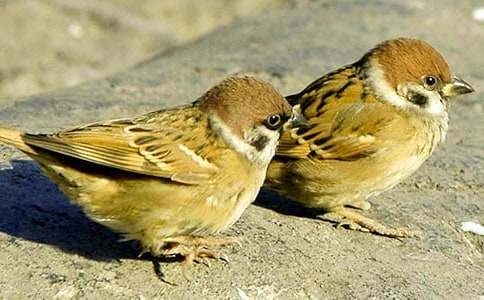 《麻雀》读后感20篇