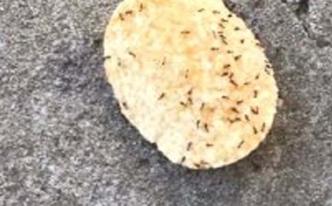 描写蚂蚁的日记