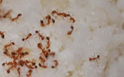 蚂蚁观察日记合集15篇