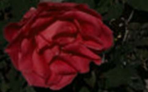 ��С¹��õ�廨����ѧ��˼