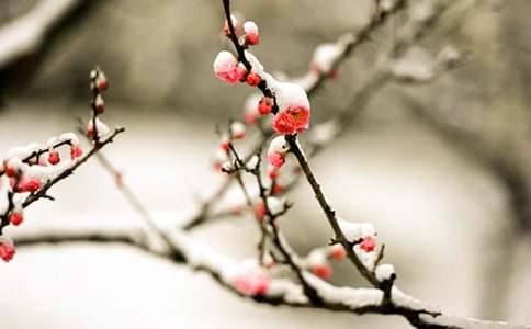 (�ر�)��÷���꡷��ѧ��˼15ƪ