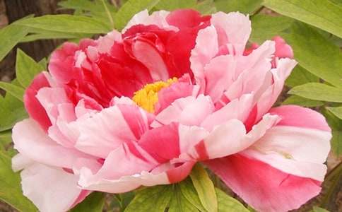 牡丹小学作文15篇