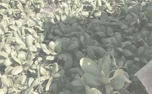 ũ�����ֺ�ͬģ�弯��6ƪ