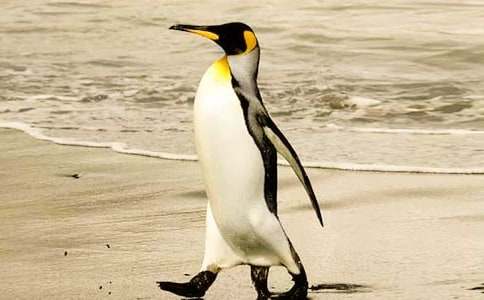 《波普先生的企鹅》读后感