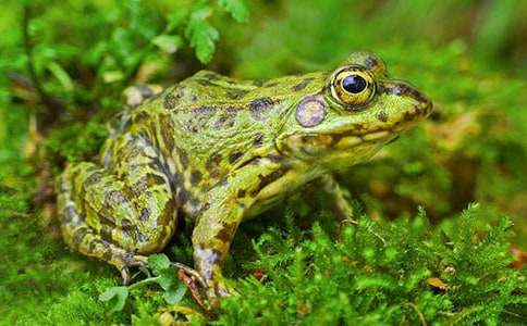 《青蛙合唱团》读后感(通用10篇)