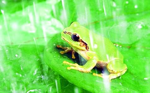 小青蛙找家教学反思