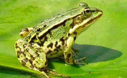 ���������Ӹ��೤�������