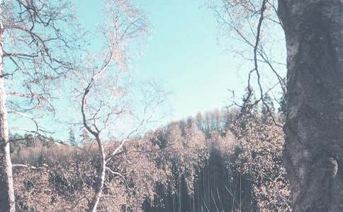 �＾��ѧ�����ƻ����15ƪ