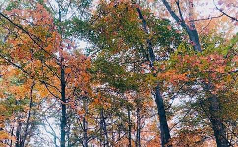 ���գ�ɽ�����-Сѧ��д������