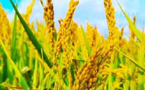 ����Сѧ����3ƪ