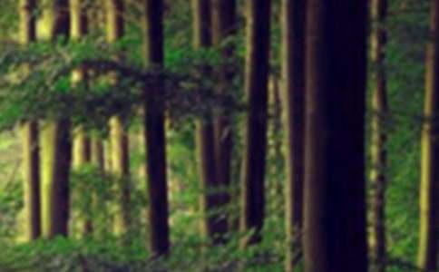 ���ɭ�ֹۺ��(����15ƪ)