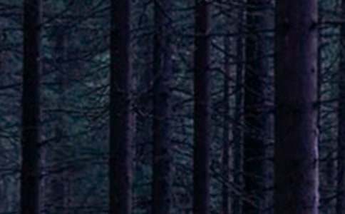 ����ɭ�ַ���������