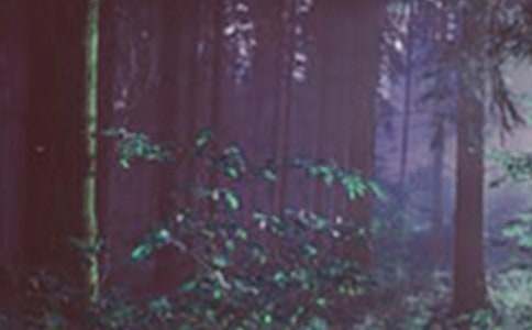 ɭ�ַ������ܽᣨͨ��23ƪ��