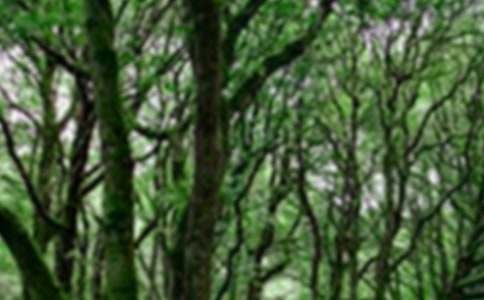 ɭ�ֱ������15ƪ