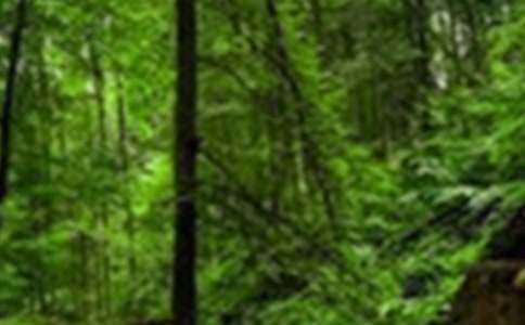 �弶ɭ�ַ����̬�ķ��Ը壨��ѡ7ƪ��