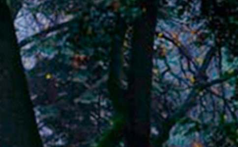 Сѧ��ɭ�ַ���Ľ�����