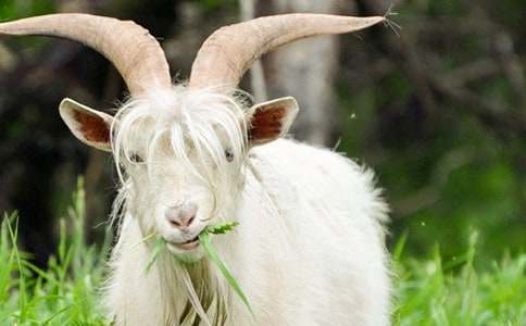 ��ɽ�򲻳����òݡ������15ƪ