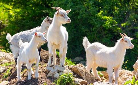 读《山羊不吃天堂草》有感(通用15篇)