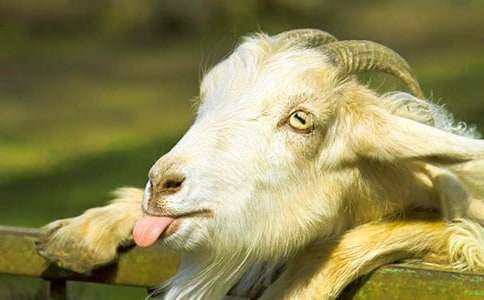 ���ȡ�ɽ�򲻳����òݶ����