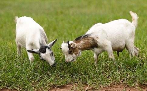 ��ɽ�򲻳����òݡ������(����15ƪ)