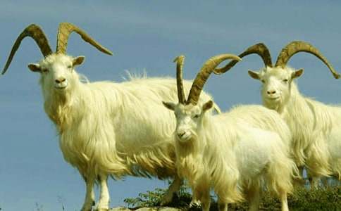 ɽ�򲻳����òݶ����