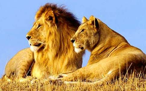 ʨ�ӽ�ѧ��˼