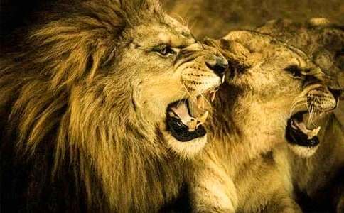 ʨ�����ۺ�С����š�