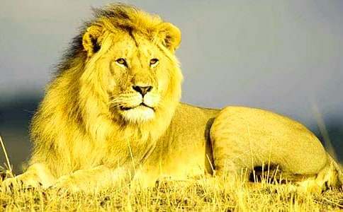 ʨ�����ۺ�С�����