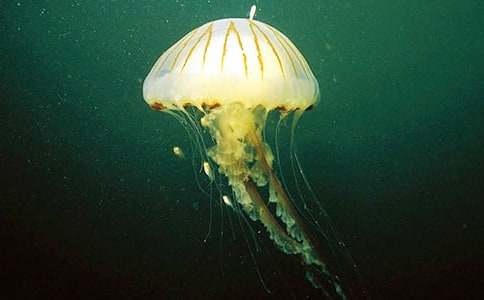 ˮĸСѧ����6ƪ