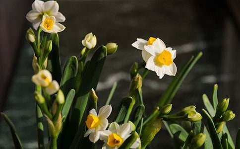 《艾晚的水仙球》读后感5篇