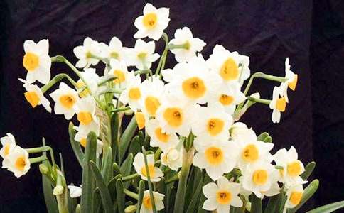 ˮ�ɻ��۲��ռǣ���ѡ38ƪ��