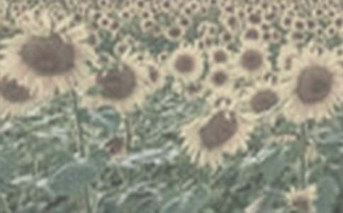 �������̫����Ů���������11ƪ