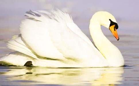 白天鹅红珊瑚读后感(通用37篇)