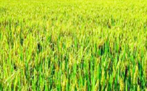 ��Ұд������