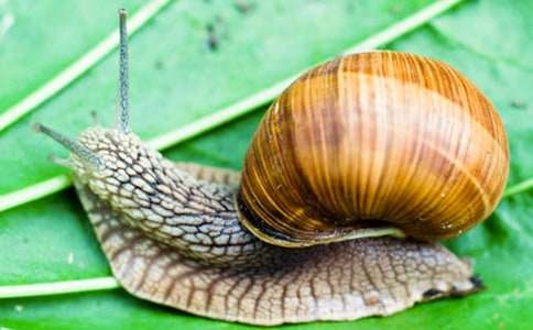 ��ǣһֻ��ţȥɢ���������