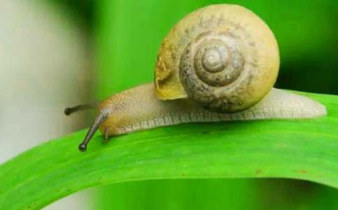 С��ţ�۲��ռ�3ƪ