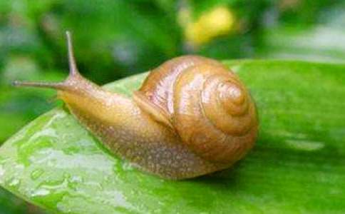 精选蜗牛日记合集十篇