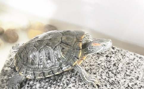 С�ڹ�۲��ռǡ�����