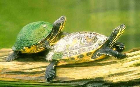 С�ڹ�۲��ռǼ���15ƪ