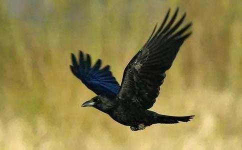 ����ѻ��ˮ����ѧ��˼������15ƪ��