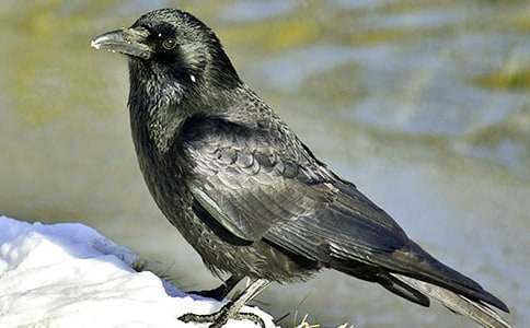 ��ѻ��ˮ�����14ƪ