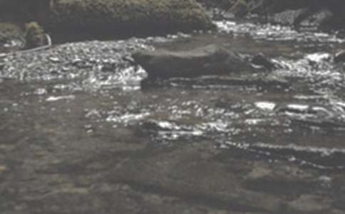 ����СϪ���ĸ衷�и�