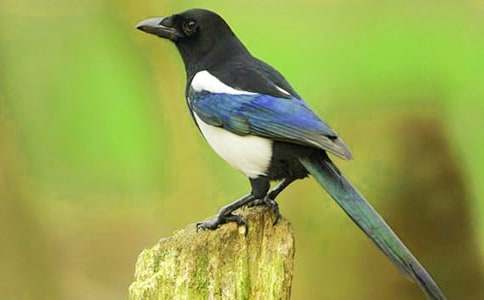 枫树上的喜鹊的教学反思