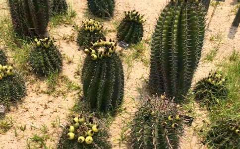 【必备】仙人掌小学作文3篇