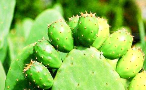 ����ѡ��������Сѧ����3ƪ